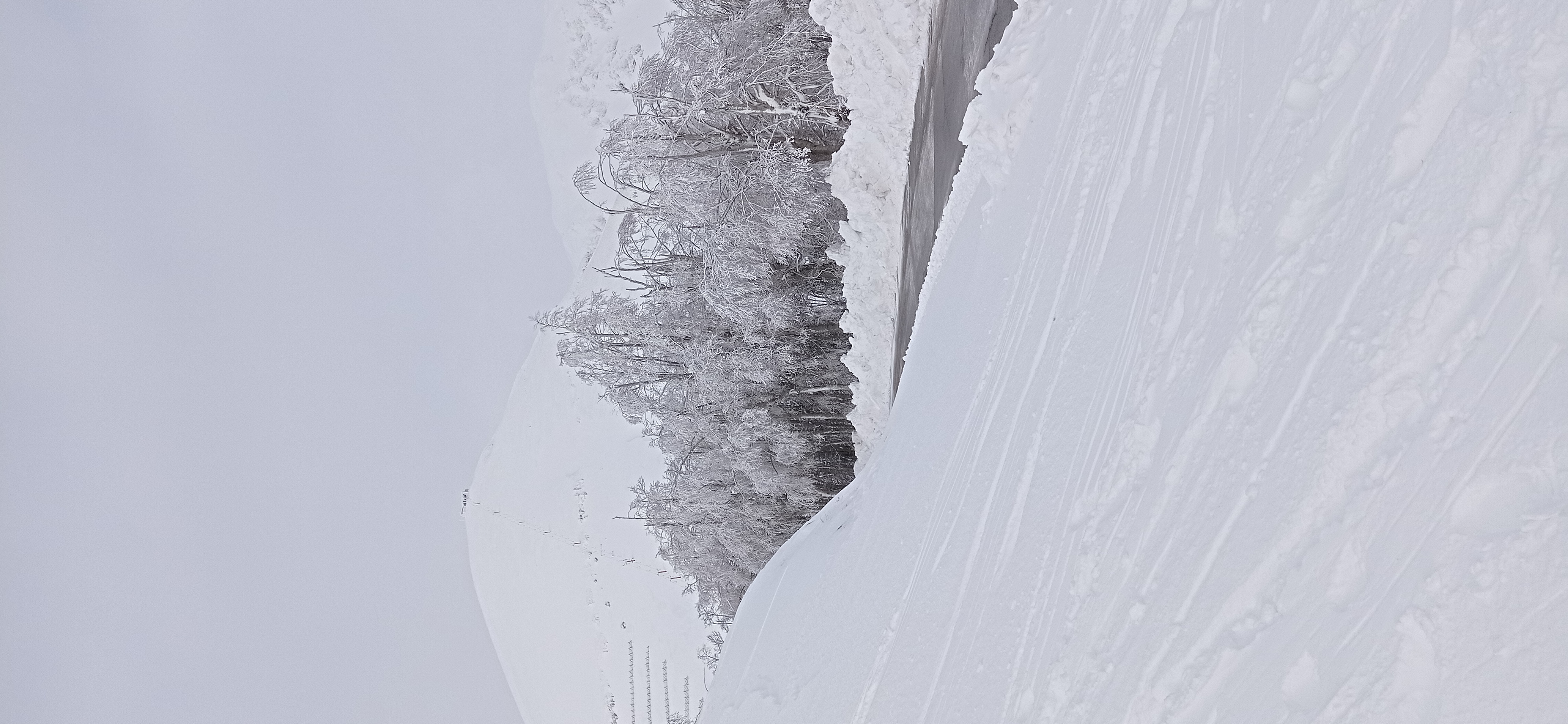 Strada con alberi e neve