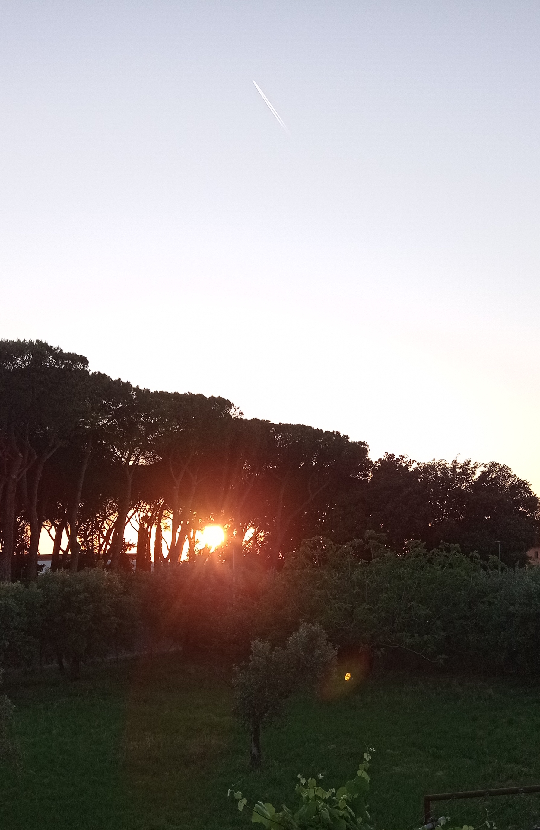 tramonto e pini